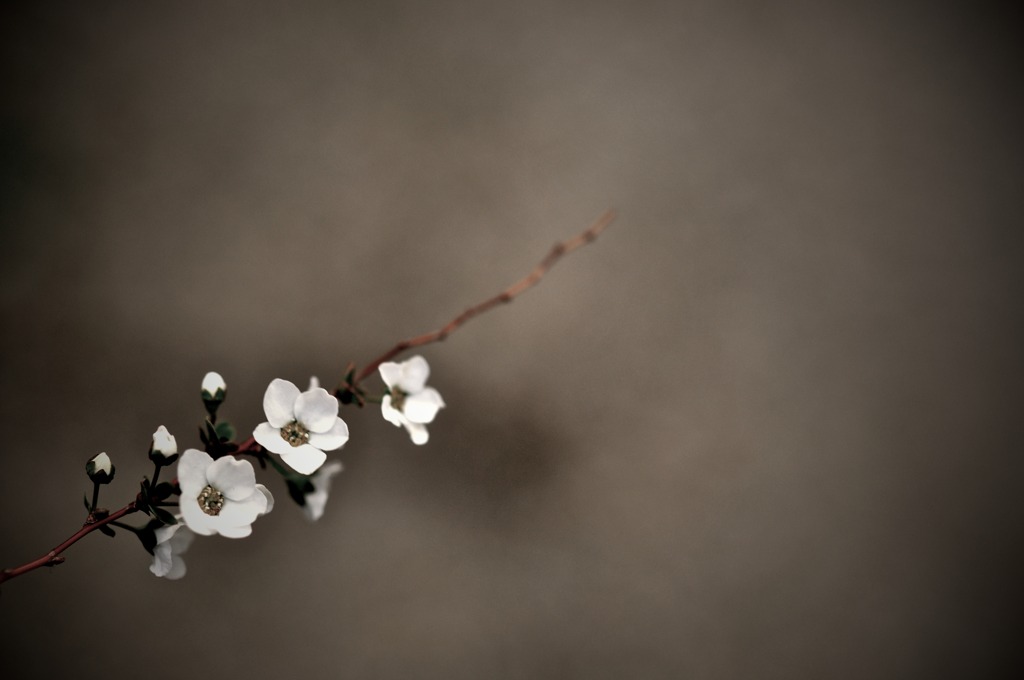 Thunberg spirea