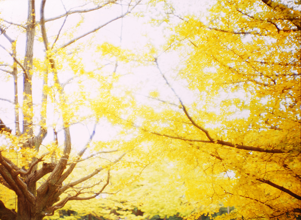 Golden Tree