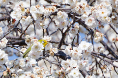 Japanese White-eye #13