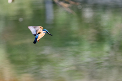Kingfisher #2