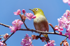 Japanese White-eye #24