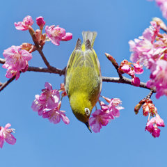 Japanese White-eye #23