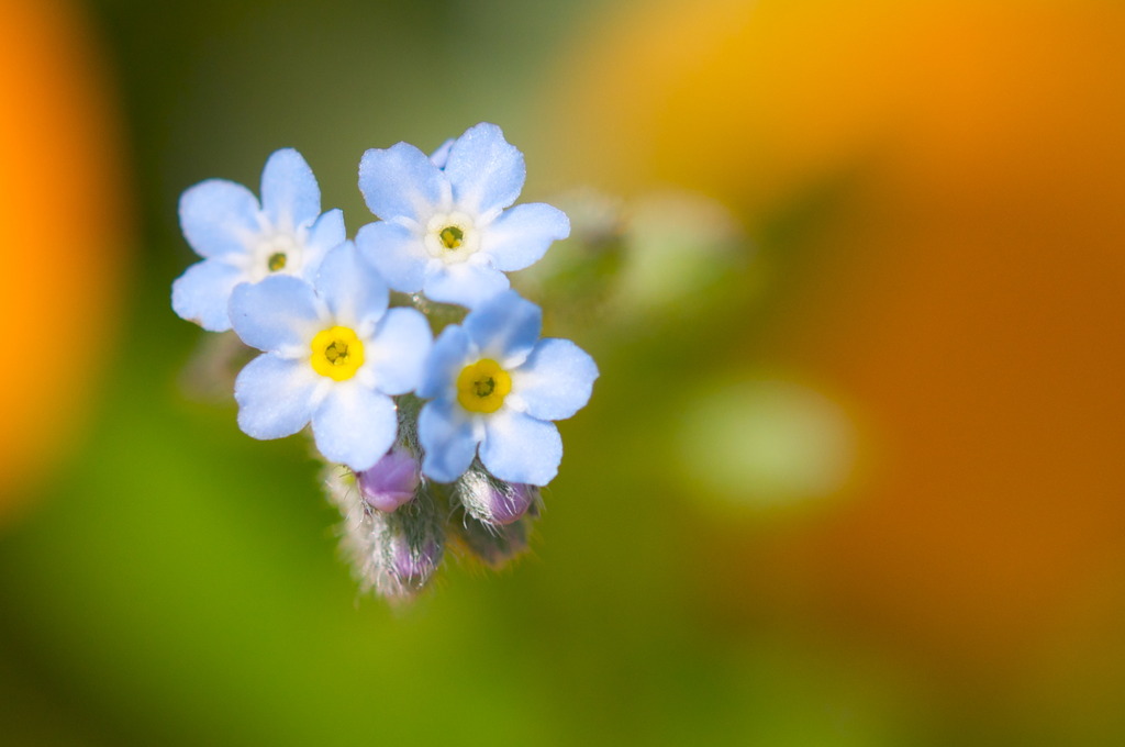 Petit Blue