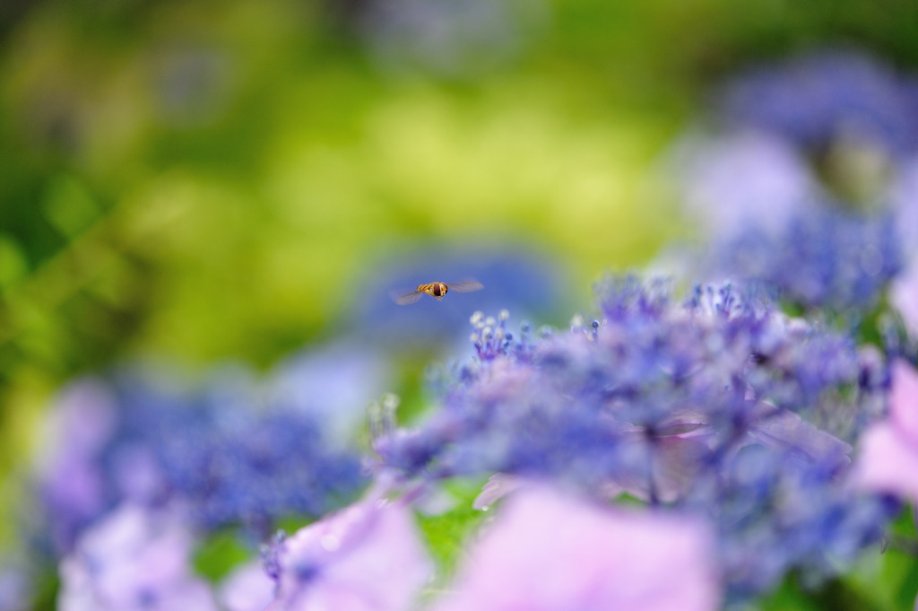 Hydrangea flight