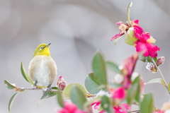 Japanese White-eye #1