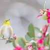 Japanese White-eye #1