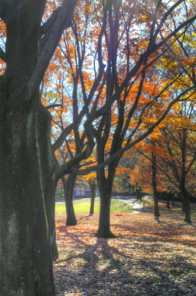 Scenery with suntrap