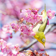 Japanese White-eye #16