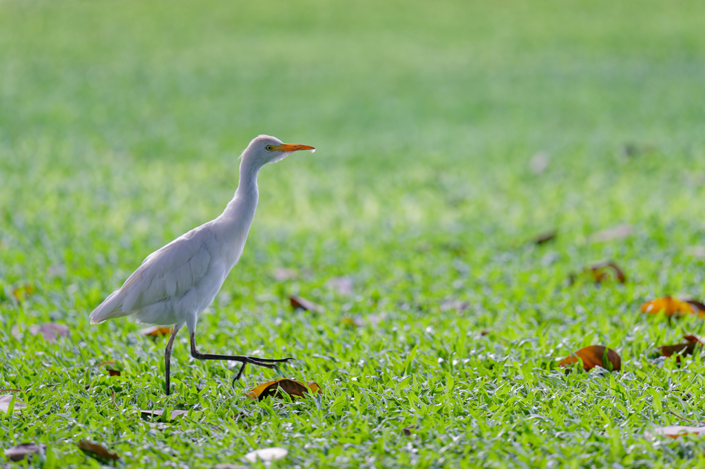 Bubulcus ibis