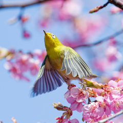 Japanese White-eye #15