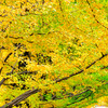 Gradation of autumn