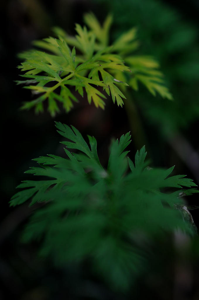 Tiny fir tree