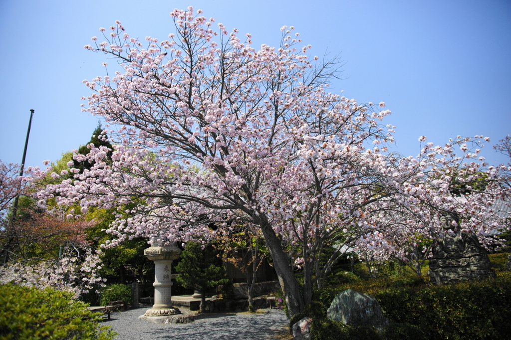 DSC03877(1)
