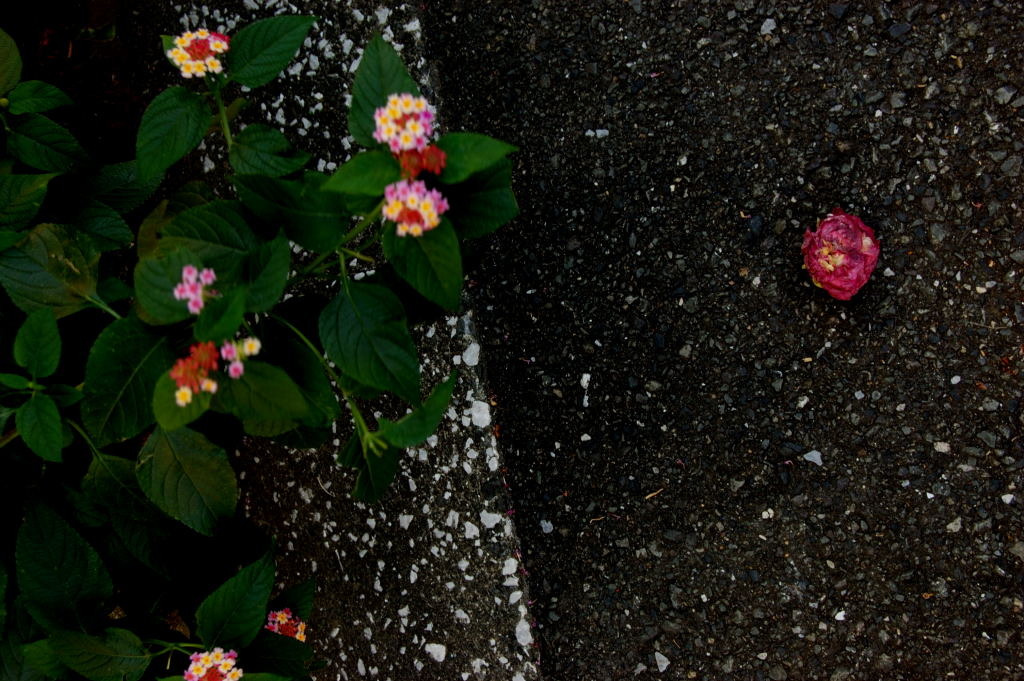 DSC_00540001