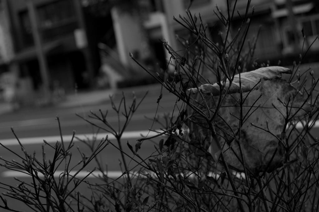 DSC_00220001
