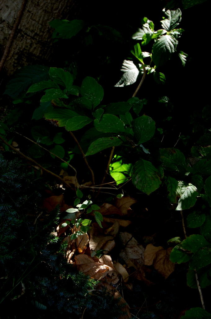 DSC_00560001