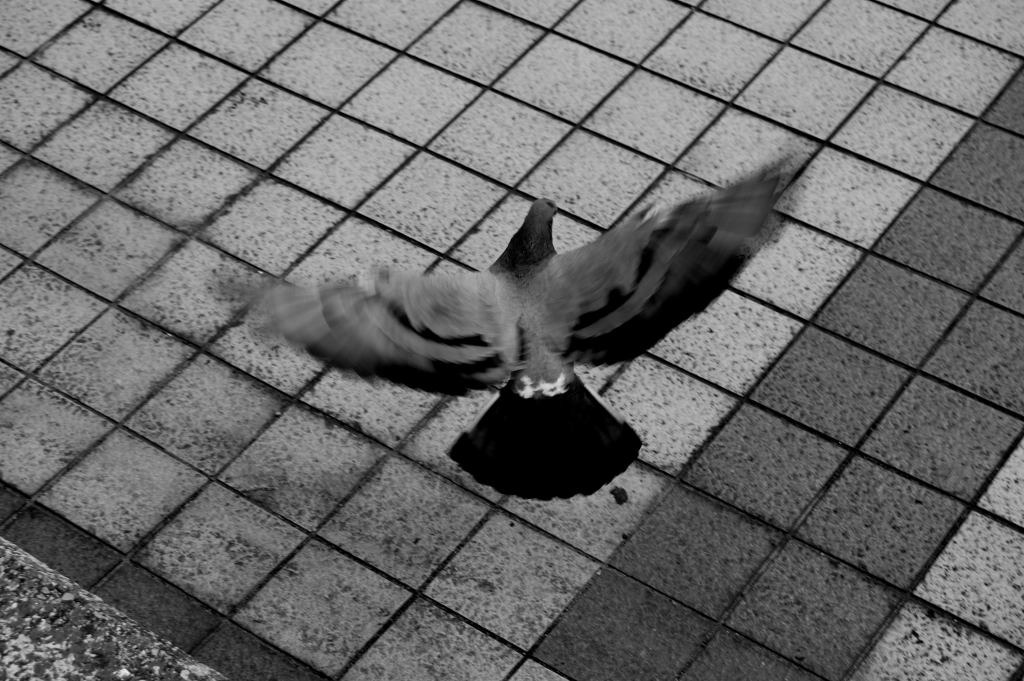 DSC_00110001
