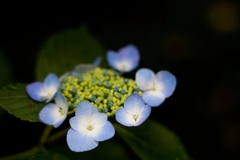 紫陽花寺にて