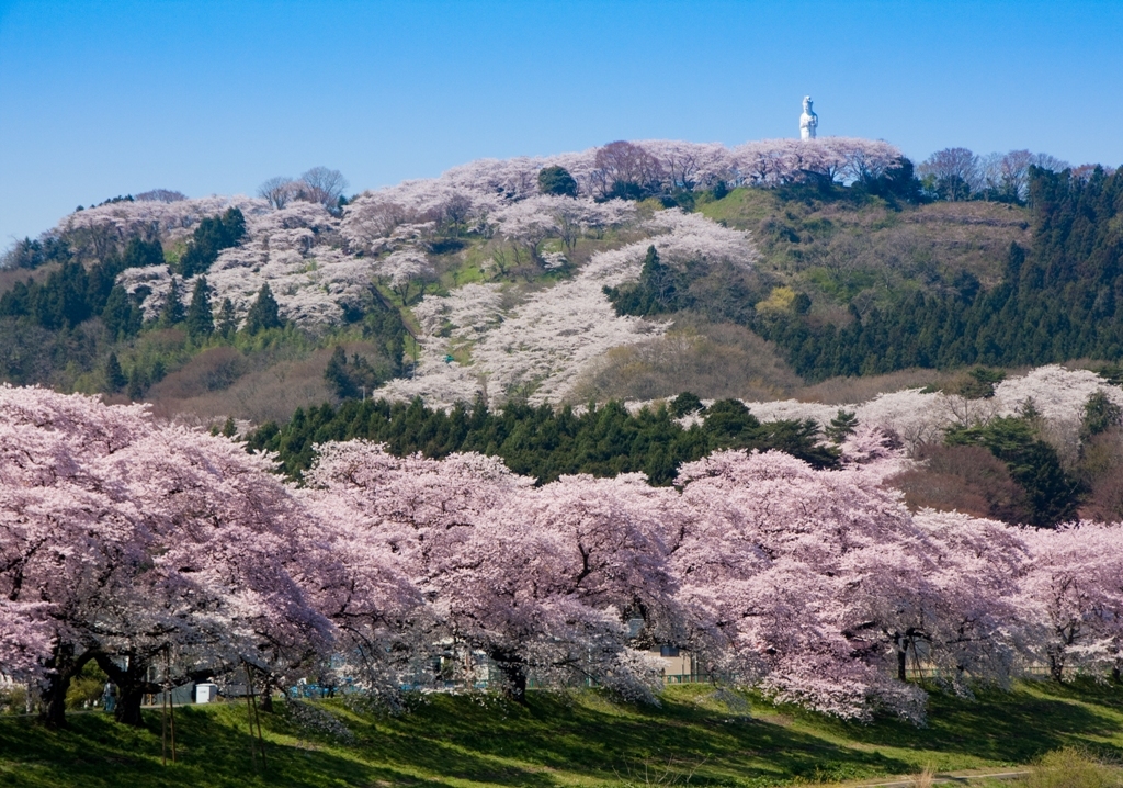 船岡城址をのぞむ