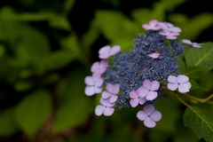 紫陽花寺にて　山形