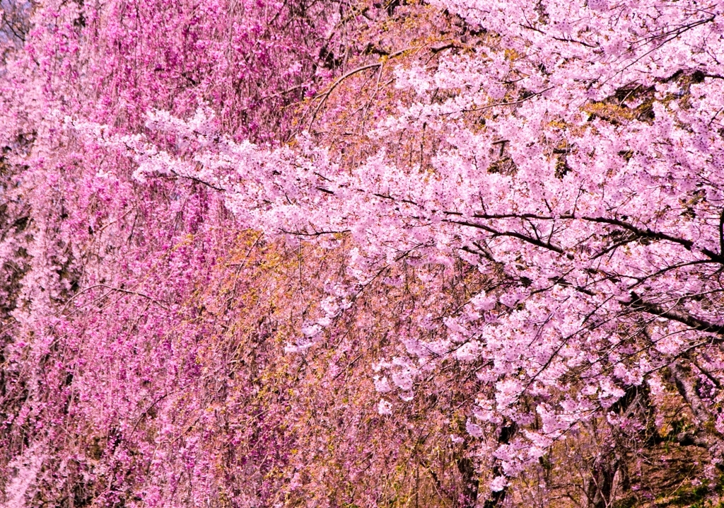 桜色