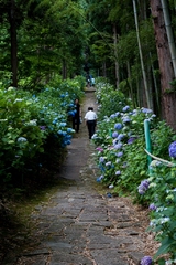 紫陽花寺にて　山形