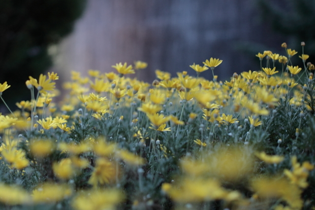 植物公園夕方