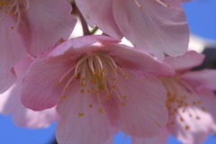 河津桜