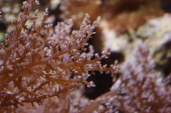 珊瑚の花