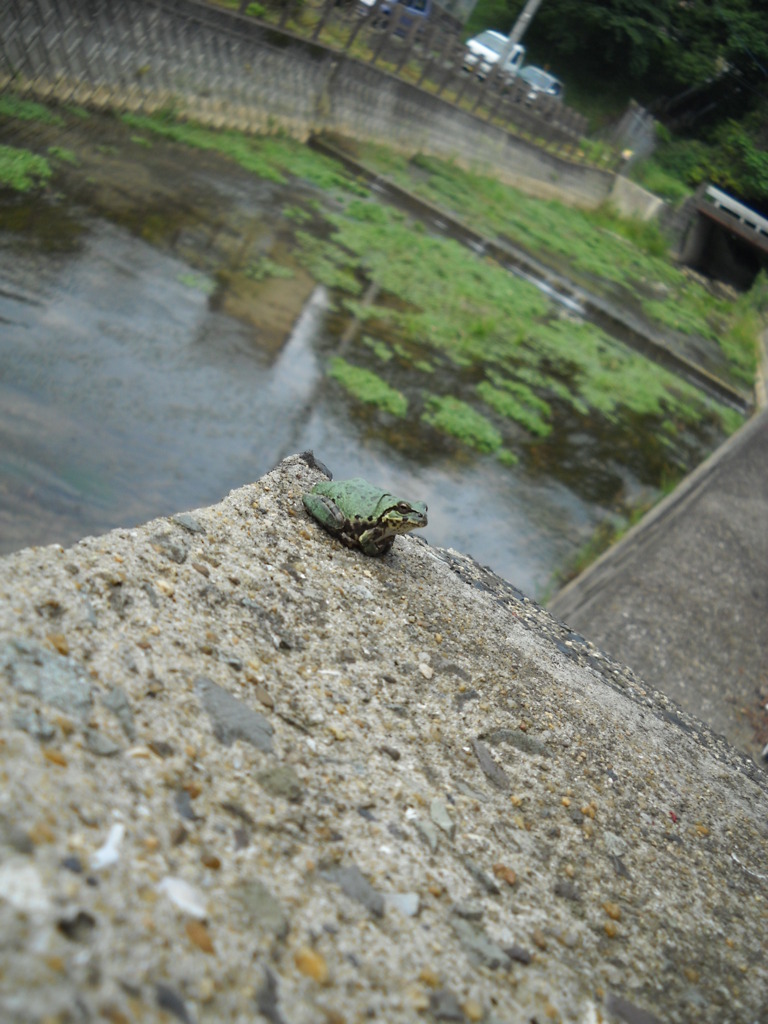 雨よ