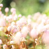 花の世界