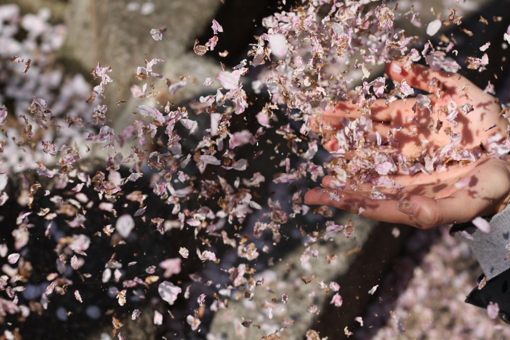 桜遊び。