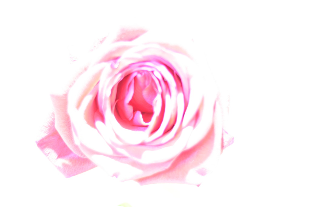 愛情