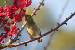 春がきた！