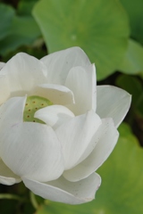 蓮・・・奈良・喜光寺より④