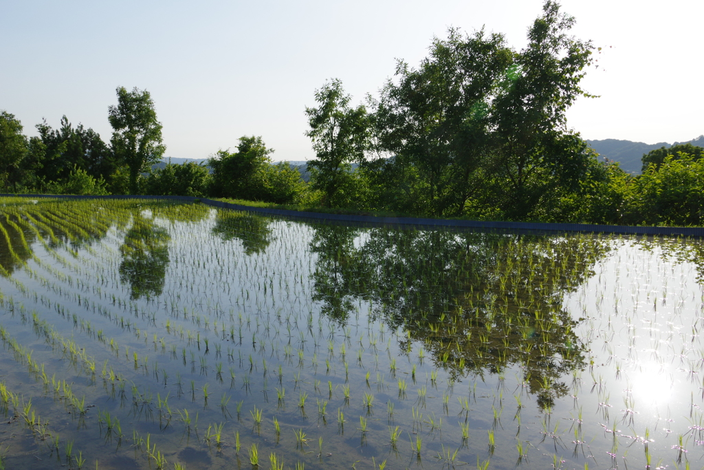 6月の田んぼ・・・⑩