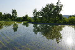 6月の田んぼ・・・⑩