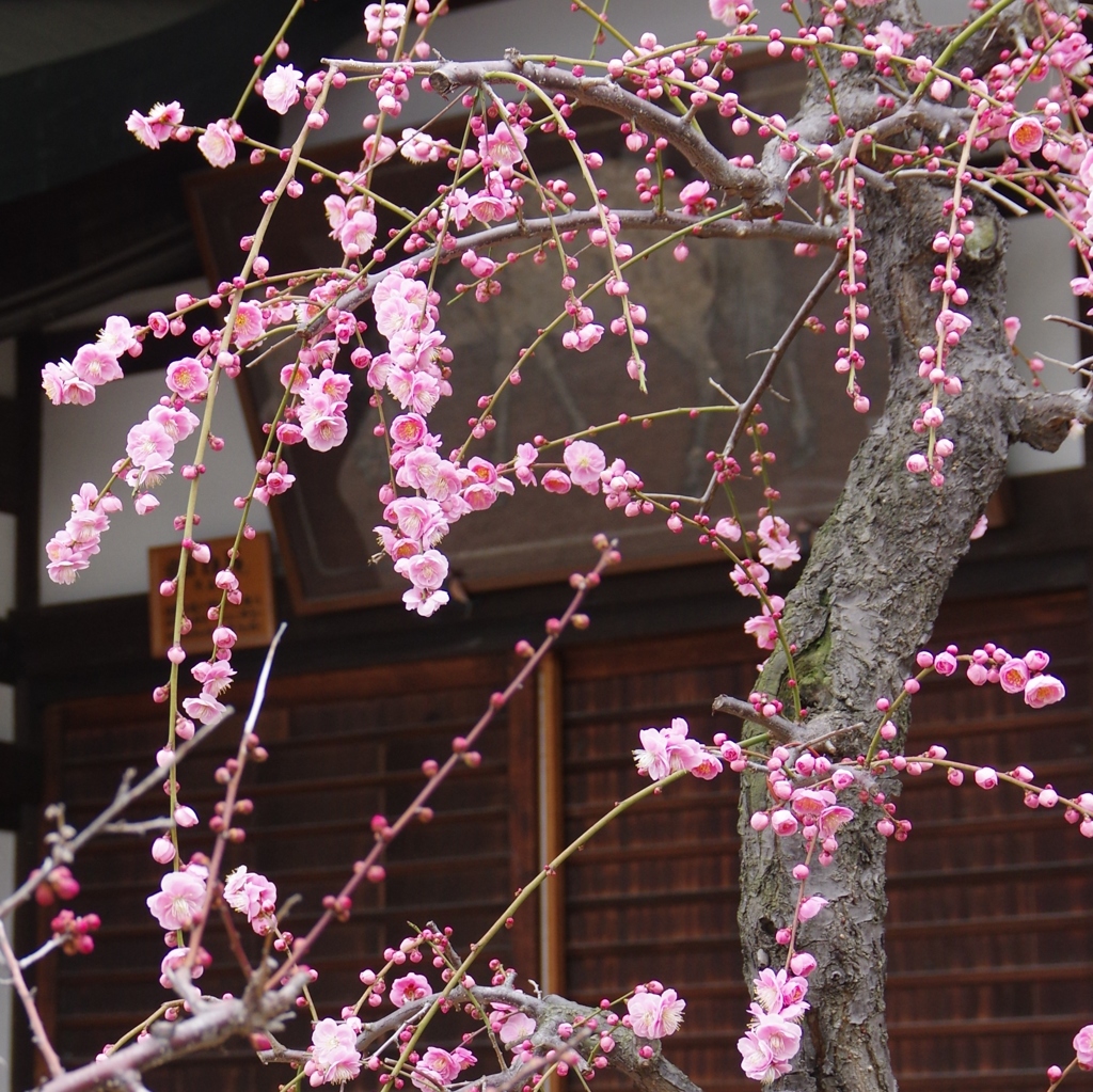 梅、梅、梅・・・①