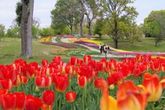 チューリップの花　4月・・・①