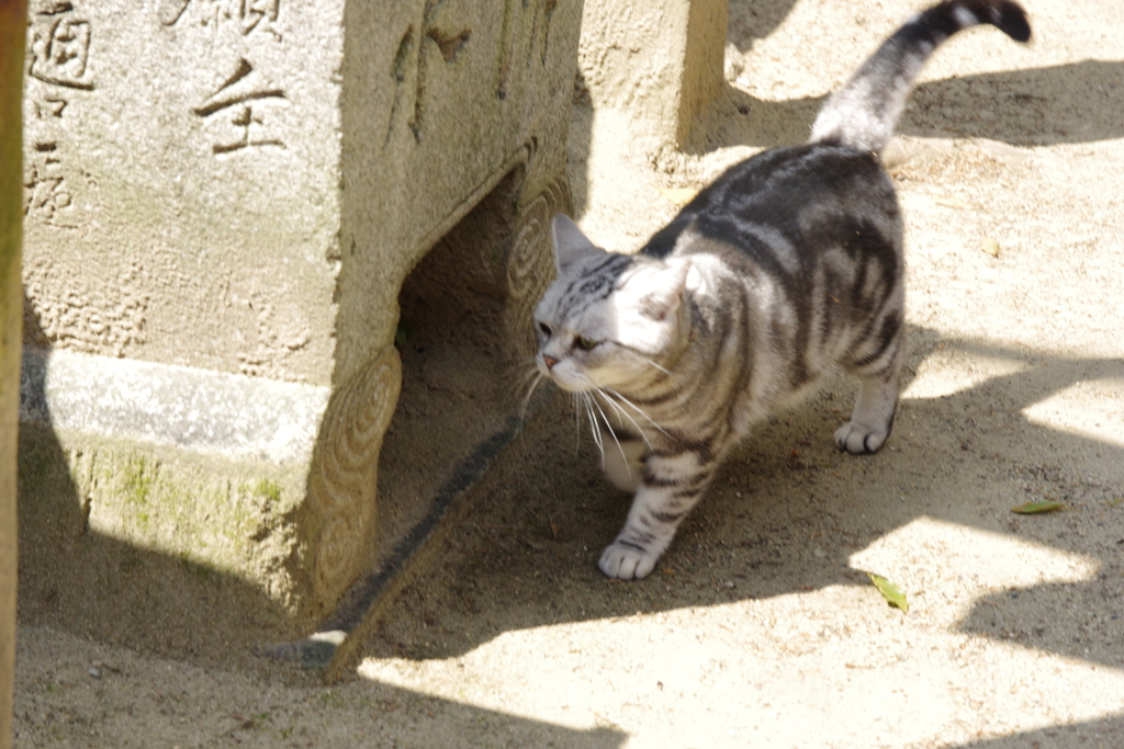 尾道４月・・・・・・⑥