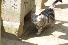 尾道４月・・・・・・⑥