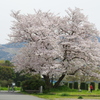 満開　