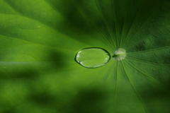 雨上がり・・・④