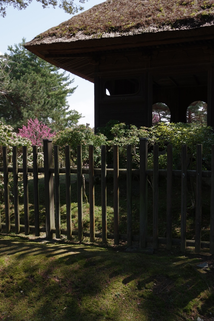 春色の奈良公園②