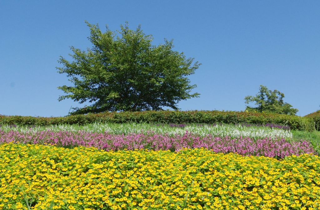 夏の公園・・・④