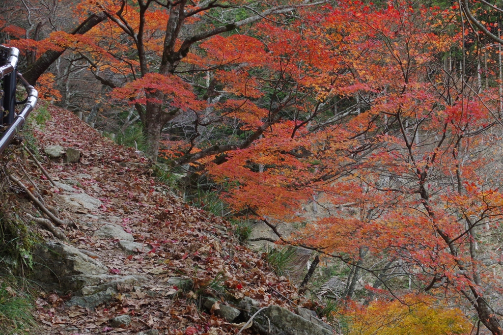 西行庵を訪ねて・・・⑫