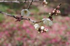 春近し・・・⑤