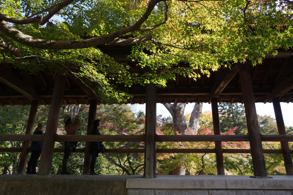 2017秋・・・京都・東福寺にて③