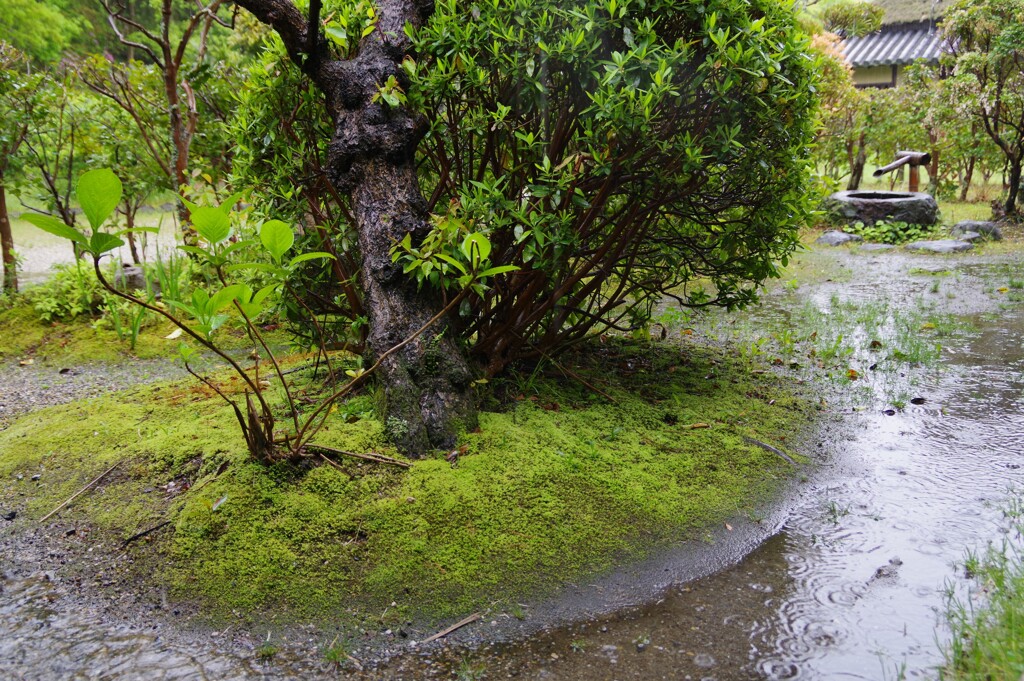 雨の日・・・③
