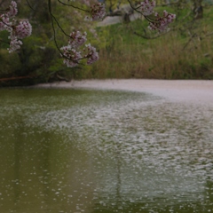 行く春を惜しみつつ・・・永久寺跡④